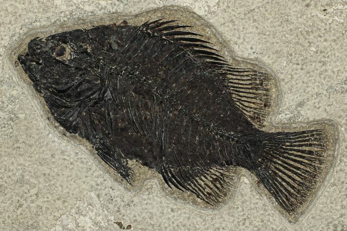 Fossil Fish (Cockerellites) - Wyoming #203180